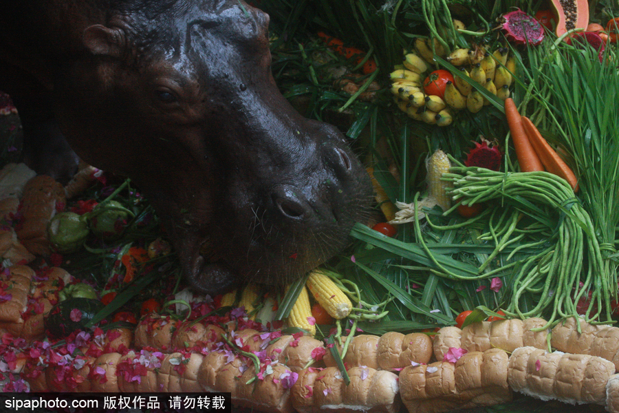 泰國(guó)為最長(zhǎng)壽河馬“馬里”舉辦51歲生日會(huì) 吃相萌翻游客