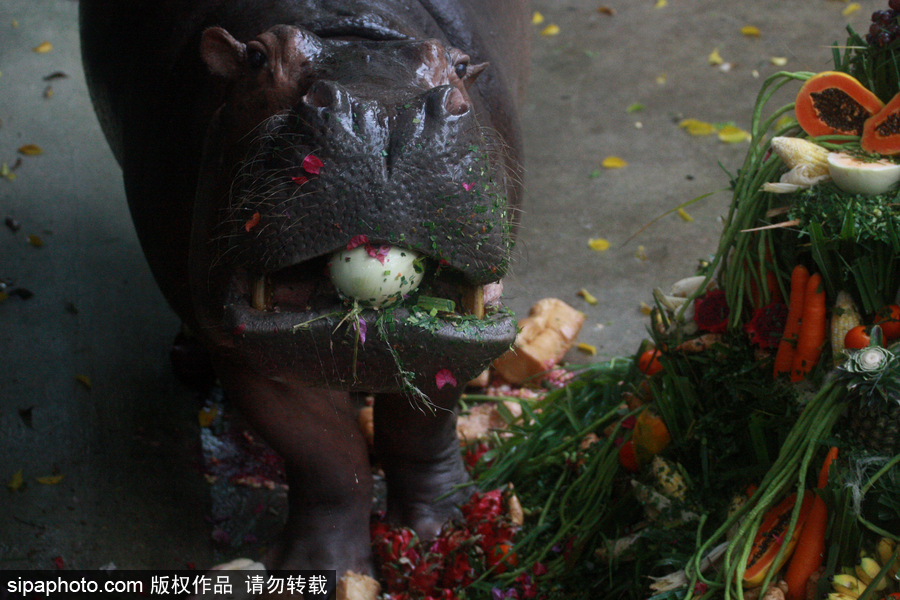 泰國為最長壽河馬“馬里”舉辦51歲生日會 吃相萌翻游客