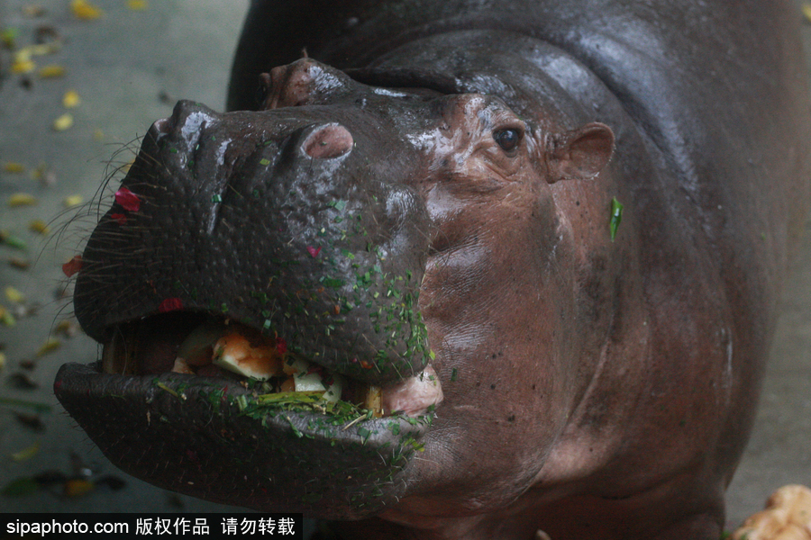 泰國(guó)為最長(zhǎng)壽河馬“馬里”舉辦51歲生日會(huì) 吃相萌翻游客