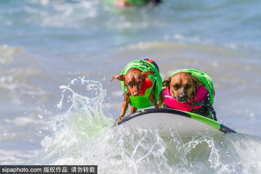 美國(guó)加州舉辦狗狗沖浪比賽 汪星人秀水上功夫