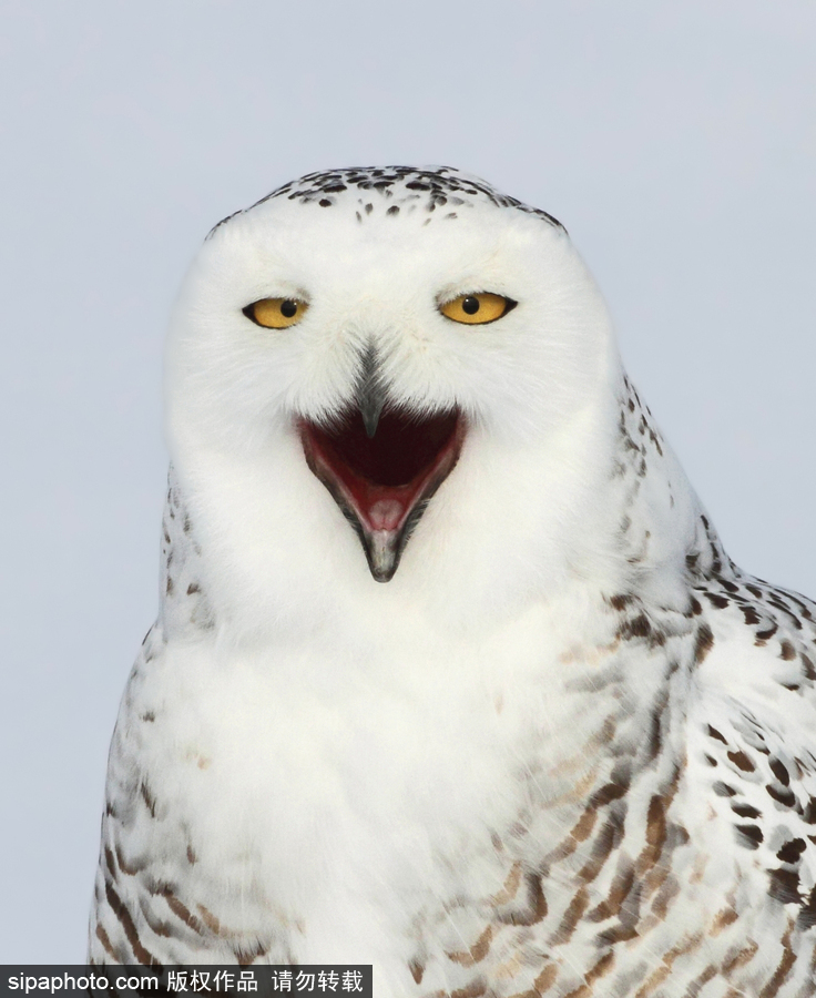 一見(jiàn)你就笑 冰天雪地中的雪鸮呆頭呆腦萌化了