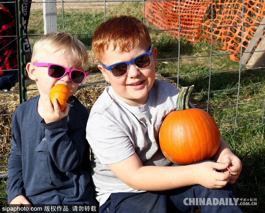 迎萬(wàn)圣節(jié)南瓜熱銷(xiāo) 萌娃與南瓜興奮合影