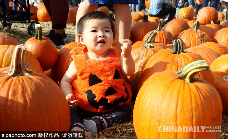 迎萬(wàn)圣節(jié)南瓜熱銷(xiāo) 萌娃與南瓜興奮合影