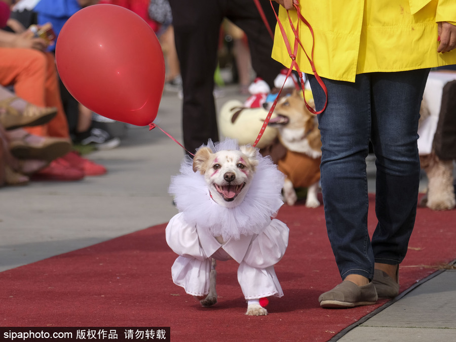 美國(guó)洛杉磯萬(wàn)圣節(jié)狗狗大游行開啟 汪星人搞怪變裝逗趣十足