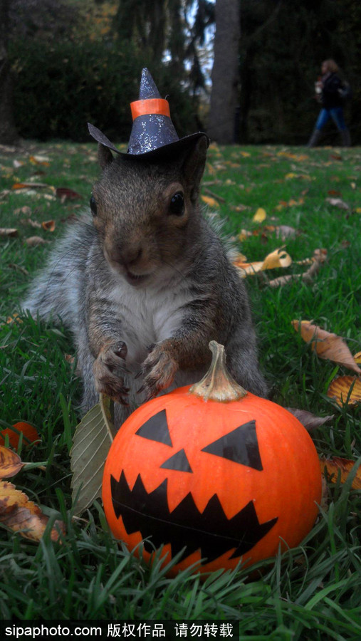 松鼠愛打扮！ 美國(guó)社交障礙女生擺拍松鼠一夜爆紅