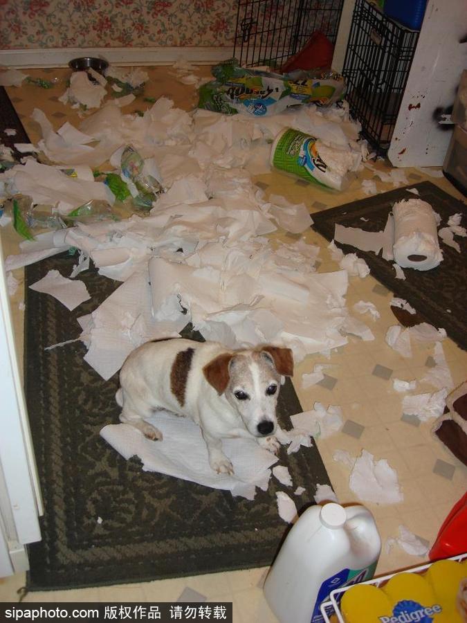 主人的內心是崩潰的！ 盤點寵物破壞大法