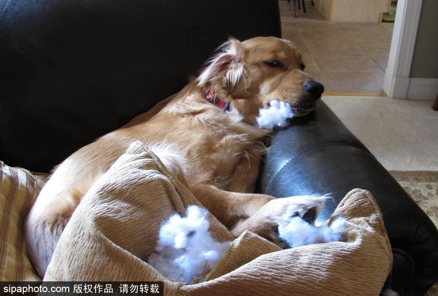 主人的內心是崩潰的！ 盤點寵物破壞大法