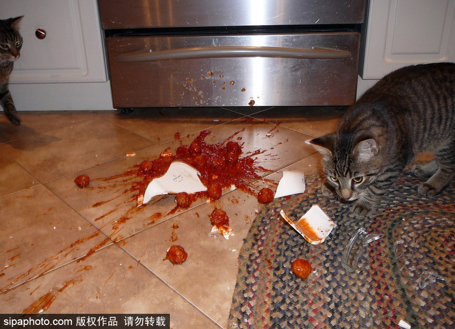 主人的內(nèi)心是崩潰的！ 盤(pán)點(diǎn)寵物破壞大法