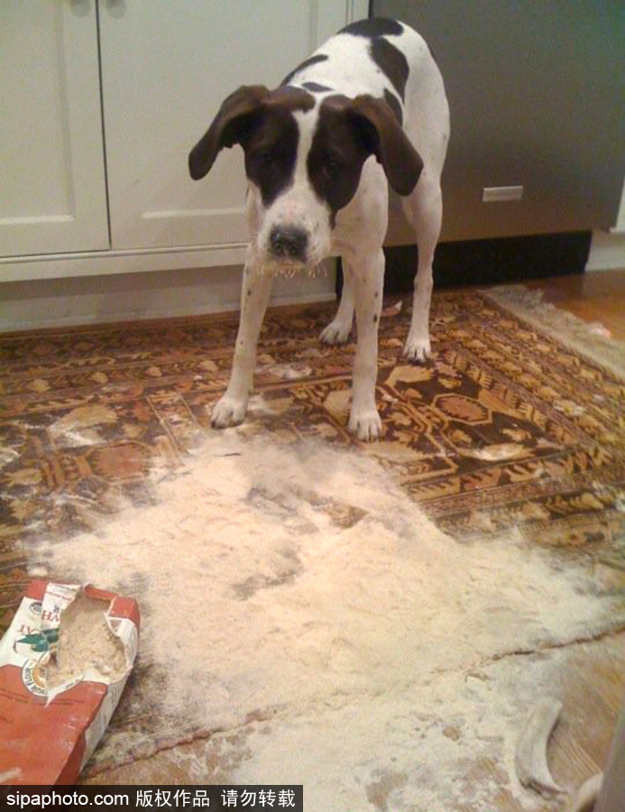 主人的內心是崩潰的！ 盤點寵物破壞大法