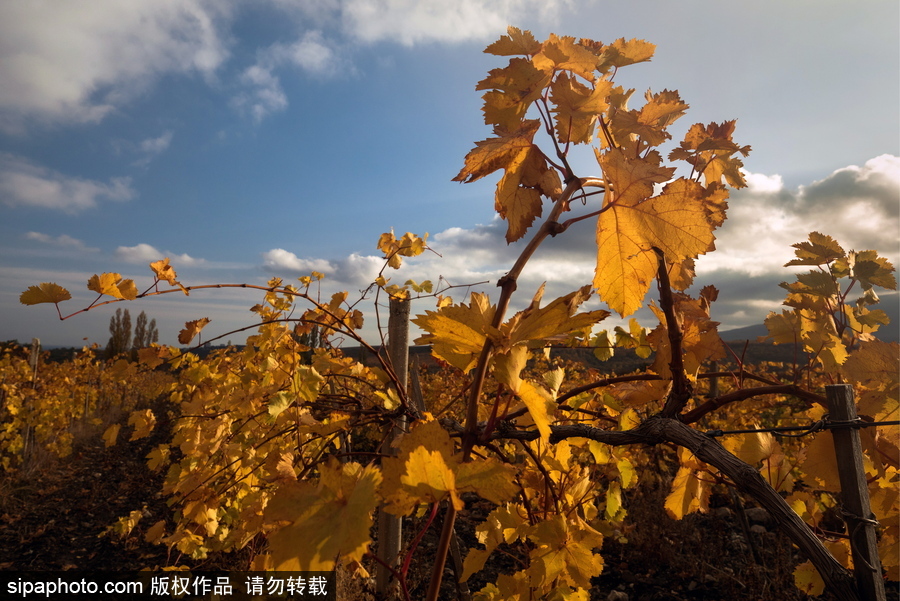 北方的秋天 俄羅斯克里米亞秋光無限