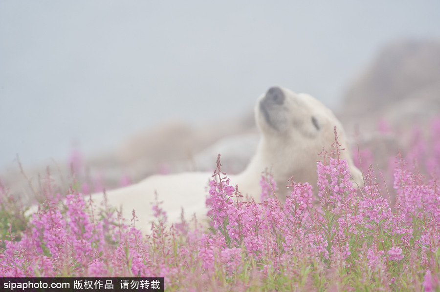 純凈的北方國度 加拿大冬日風(fēng)光