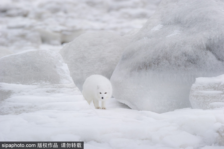 純凈的北方國度 加拿大冬日風光