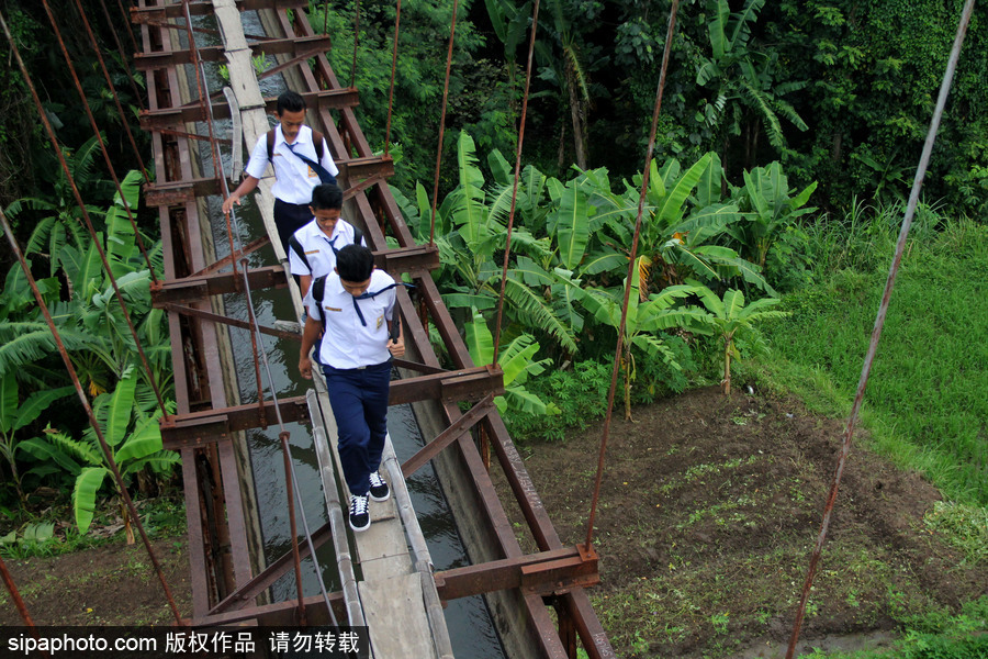 印尼學生驚險上學路 超窄木板吊橋穿叢林