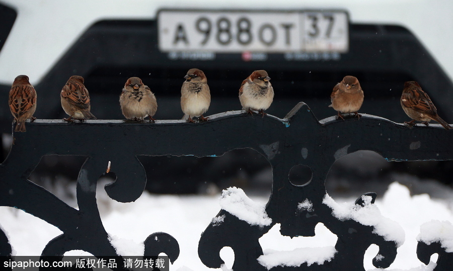 自然合奏曲！俄羅斯伊凡諾沃初冬皚皚白雪干凈純粹