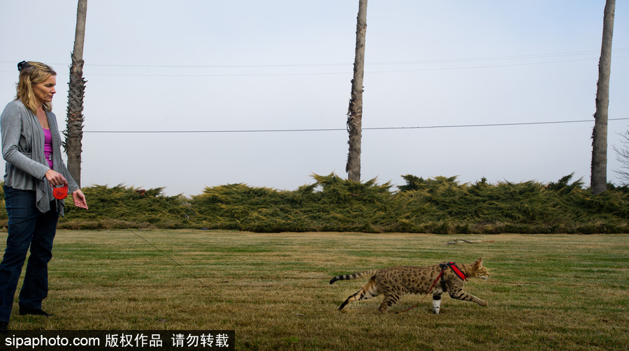 喵屆大長腿！ 世界最高的貓咪總身高48公分