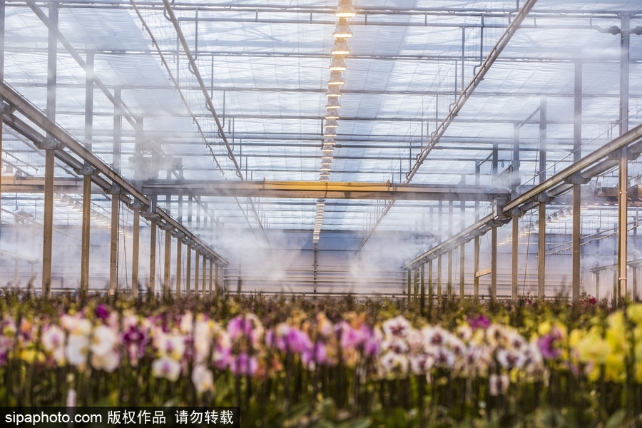 溫暖如春的景象 荷蘭韋斯特蘭溫室內部