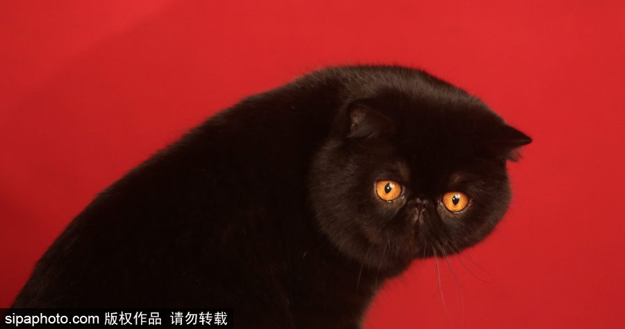 西班牙馬拉加舉行寵物大會 各式“萌寵”大比拼