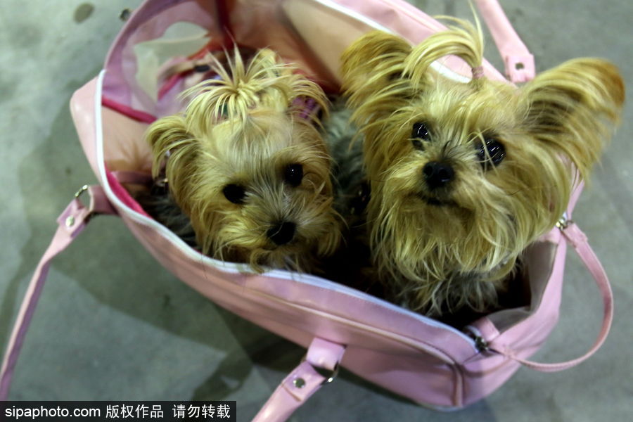 西班牙馬拉加舉行寵物大會 各式“萌寵”大比拼