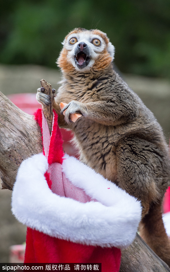 英國布里斯托動物園迎接圣誕節 動物喜獲“圣誕老人”禮物
