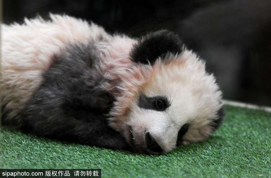 旅法熊貓寶寶取名“圓夢” 法國“第一夫人”參加命名儀式