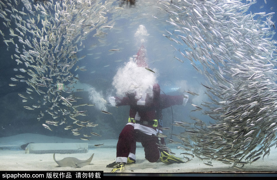 圣誕老人無處不在 韓國(guó)潛水員穿圣誕裝與魚群共舞