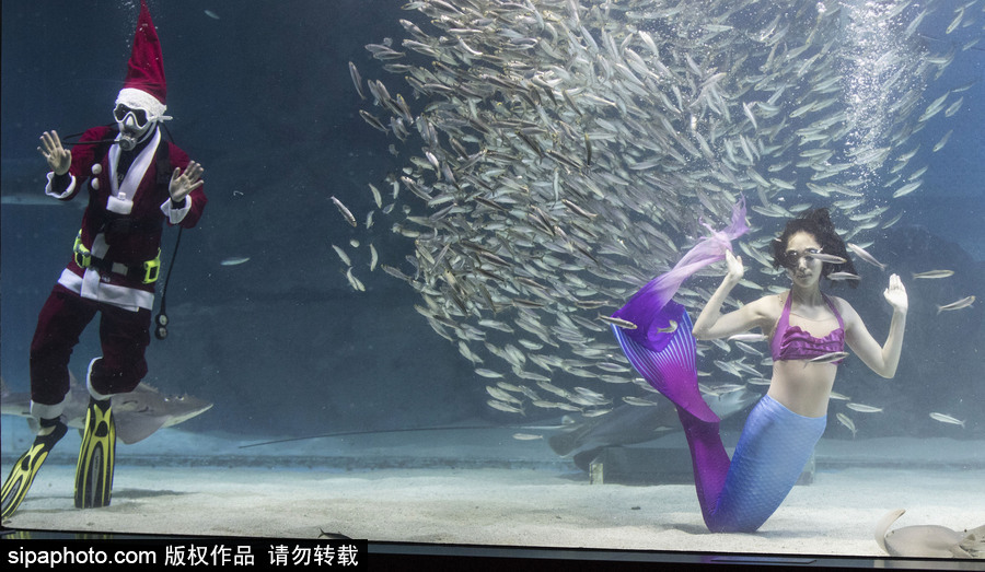 圣誕老人無(wú)處不在 韓國(guó)潛水員穿圣誕裝與魚(yú)群共舞
