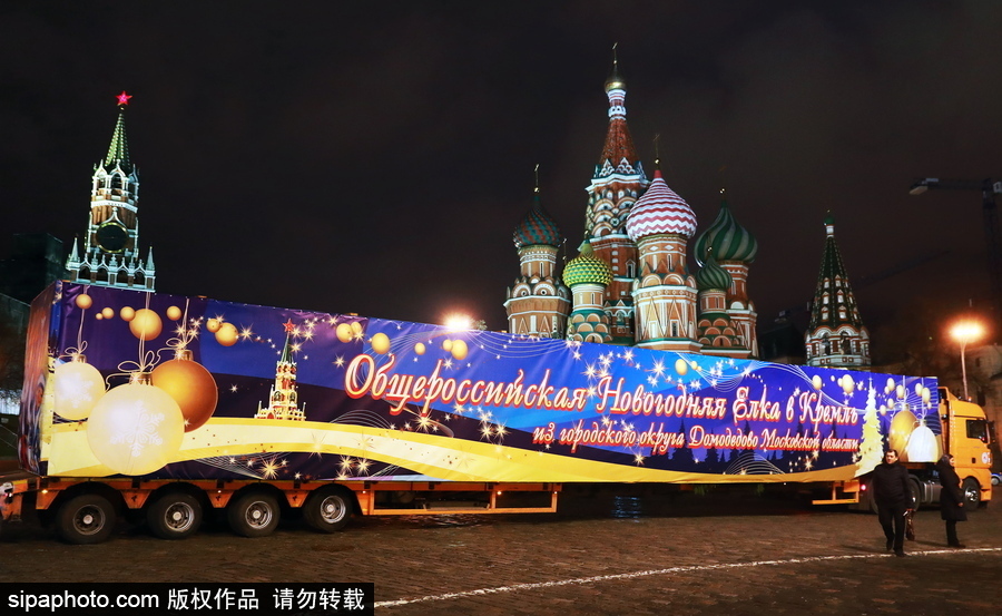 迎接圣誕節！ 巨型圣誕樹搭乘卡車運抵克里姆林宮