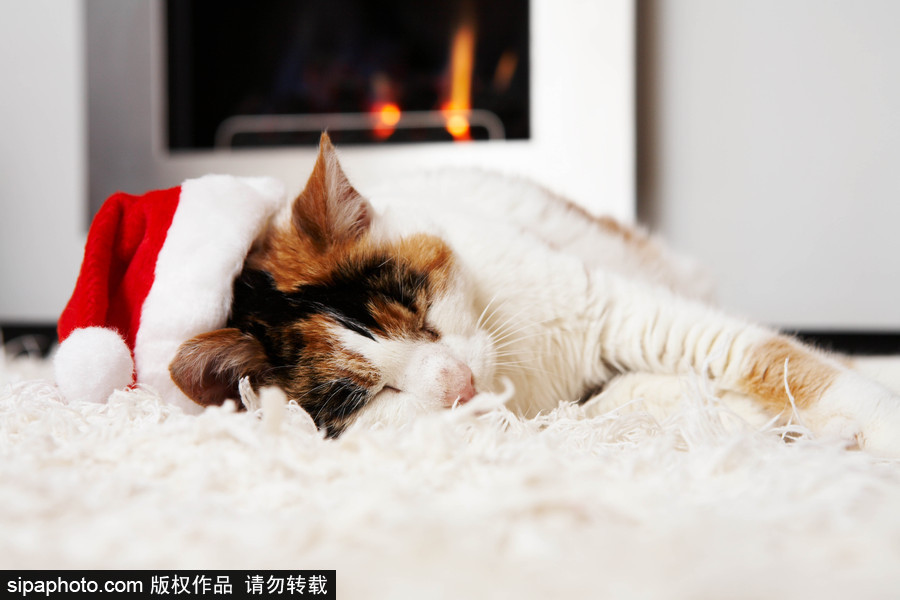 主人看我夠萌嗎？ 盤點萌寵系列圣誕照