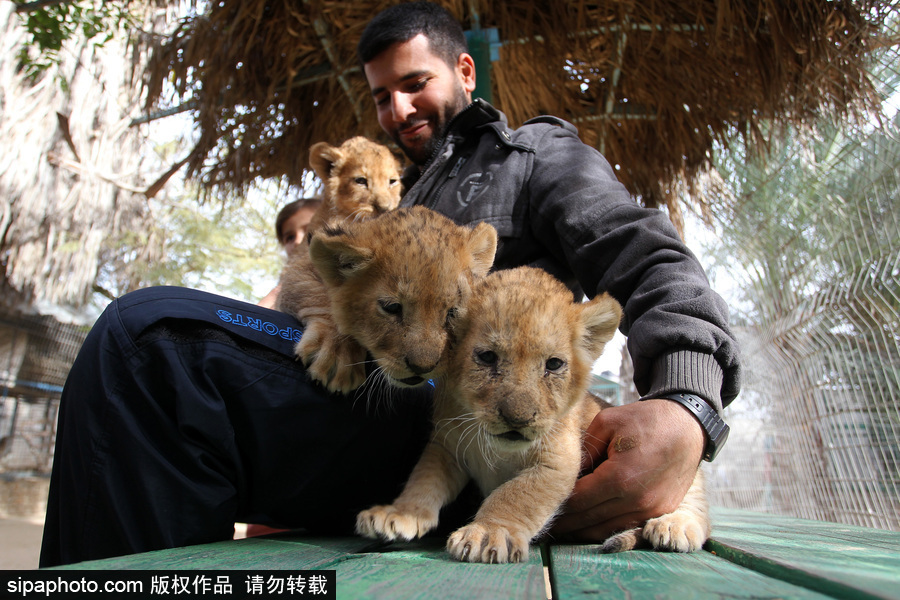 加沙一動物園瀕臨倒閉 無奈出售獅子