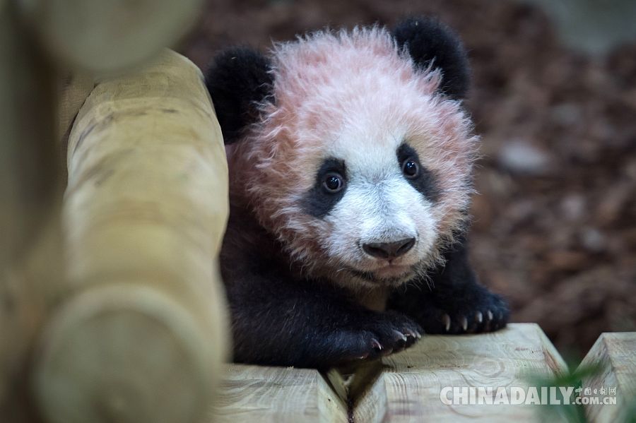 旅法大熊貓寶寶“圓夢”迎來首次公眾參觀日