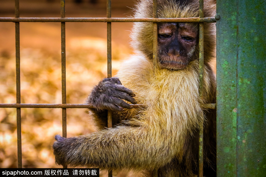 南美洲的微型動物世界 探訪巴西索羅卡巴動物園
