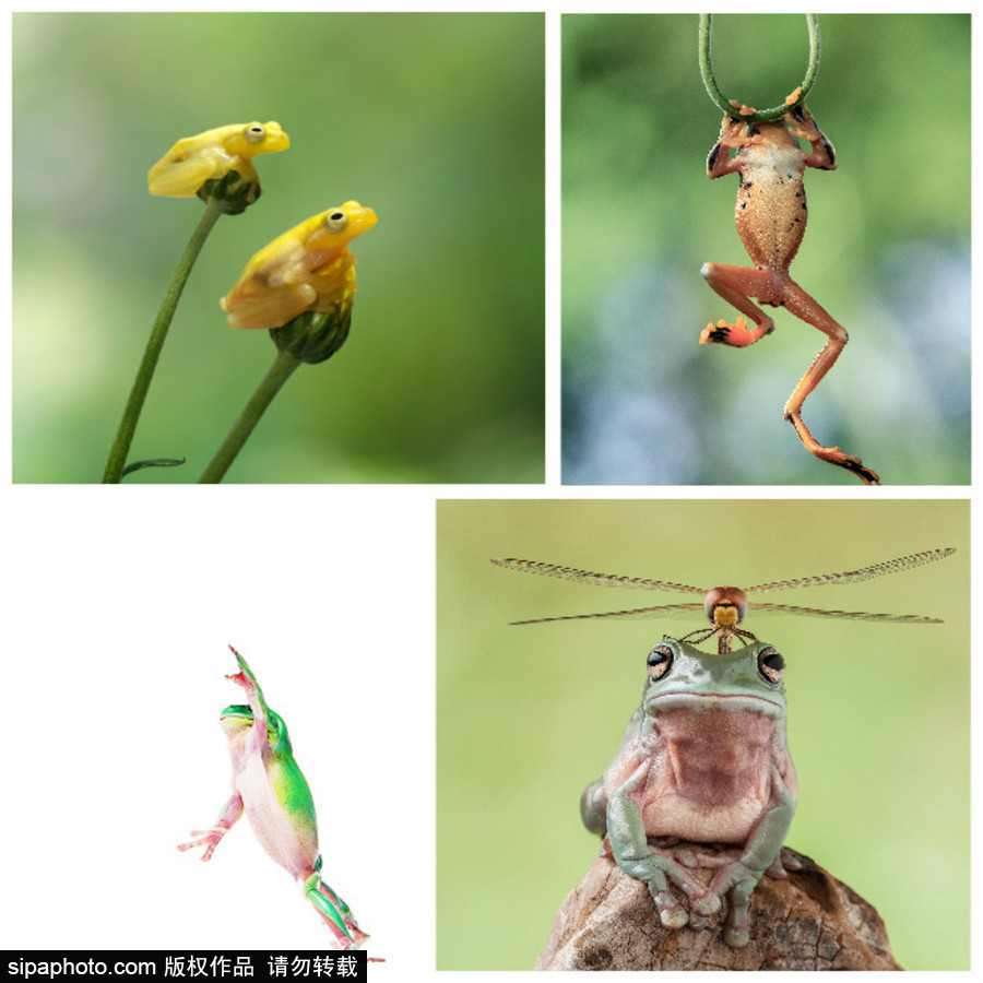 你的“蛙兒子”回來了嗎？盤點(diǎn)動物界佛系蛙日常萌照