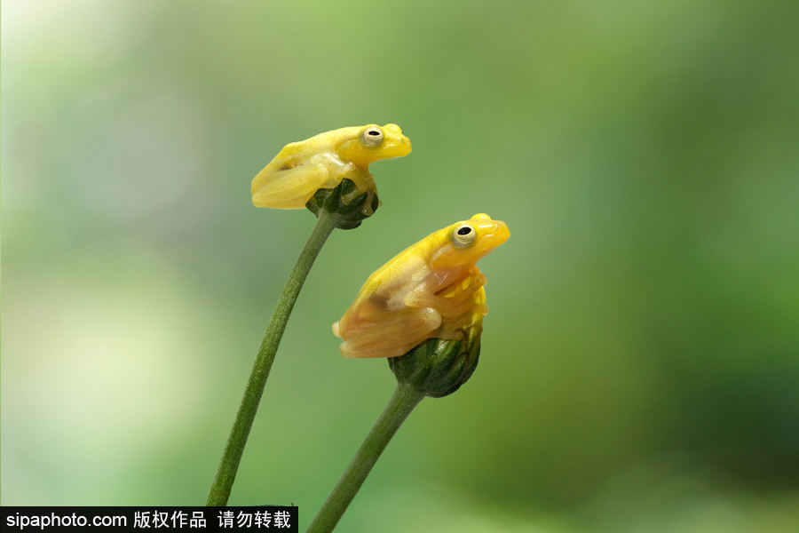 你的“蛙兒子”回來了嗎？盤點動物界佛系蛙日常萌照