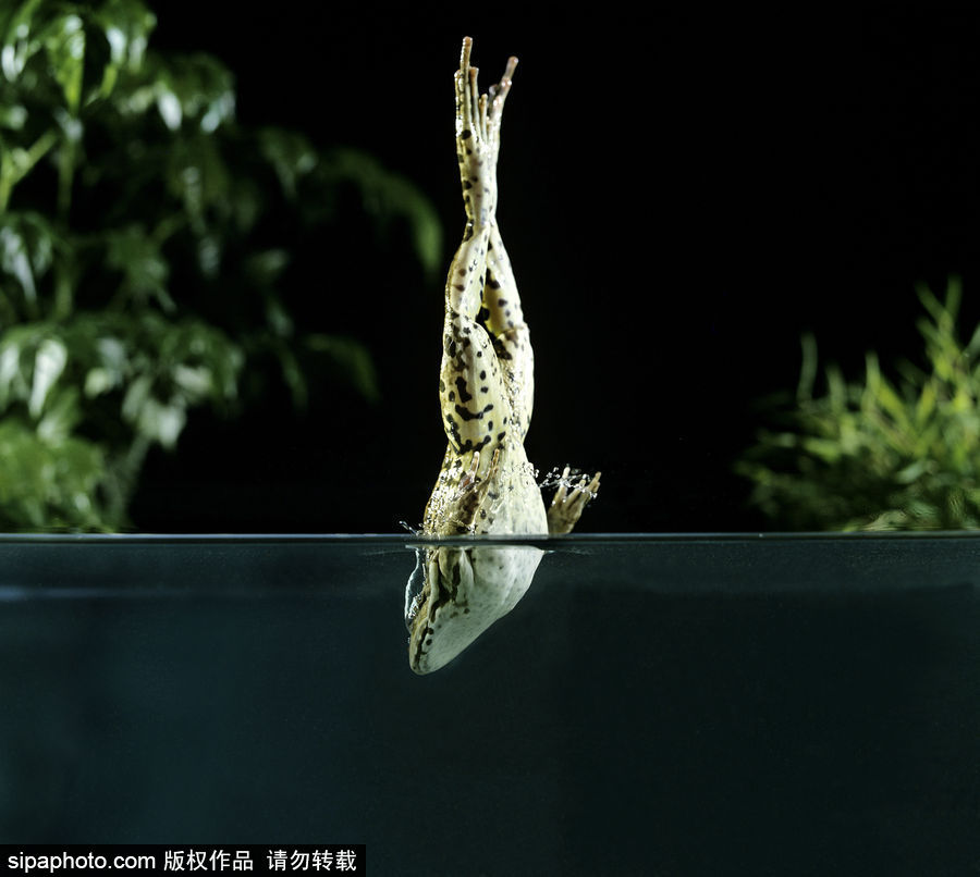 你的“蛙兒子”回來了嗎？盤點(diǎn)動(dòng)物界佛系蛙日常萌照