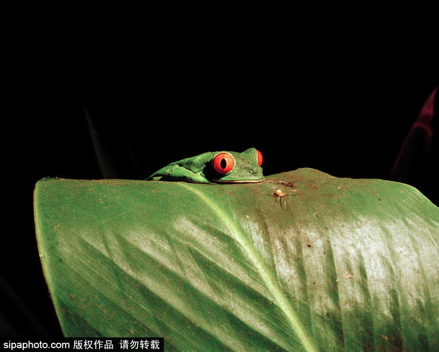 你的“蛙兒子”回來了嗎？盤點動物界佛系蛙日常萌照