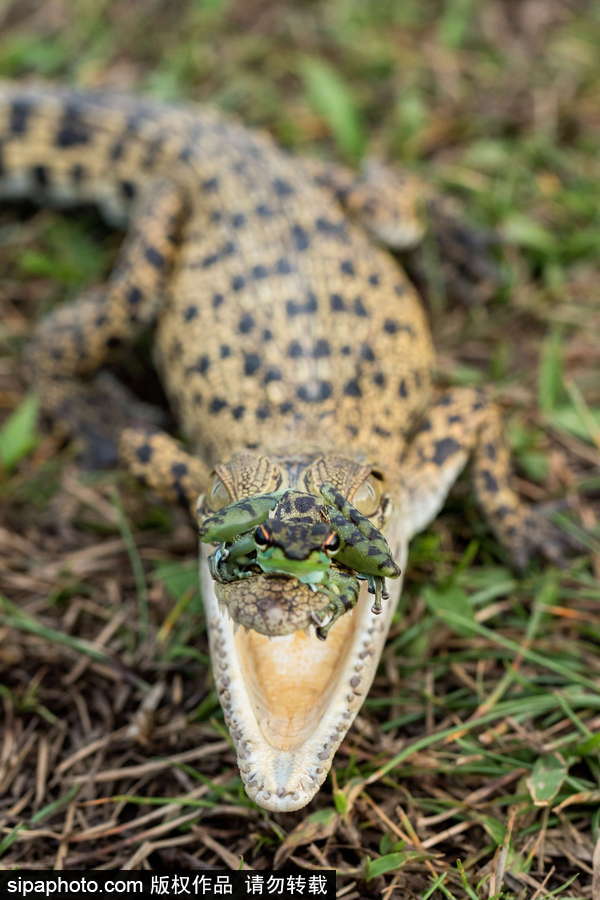 你的“蛙兒子”回來了嗎？盤點動物界佛系蛙日常萌照