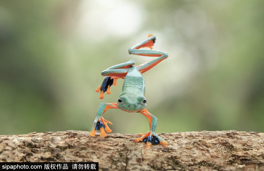 你的“蛙兒子”回來了嗎？盤點動物界佛系蛙日常萌照