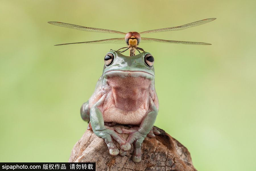 你的“蛙兒子”回來(lái)了嗎？盤點(diǎn)動(dòng)物界佛系蛙日常萌照