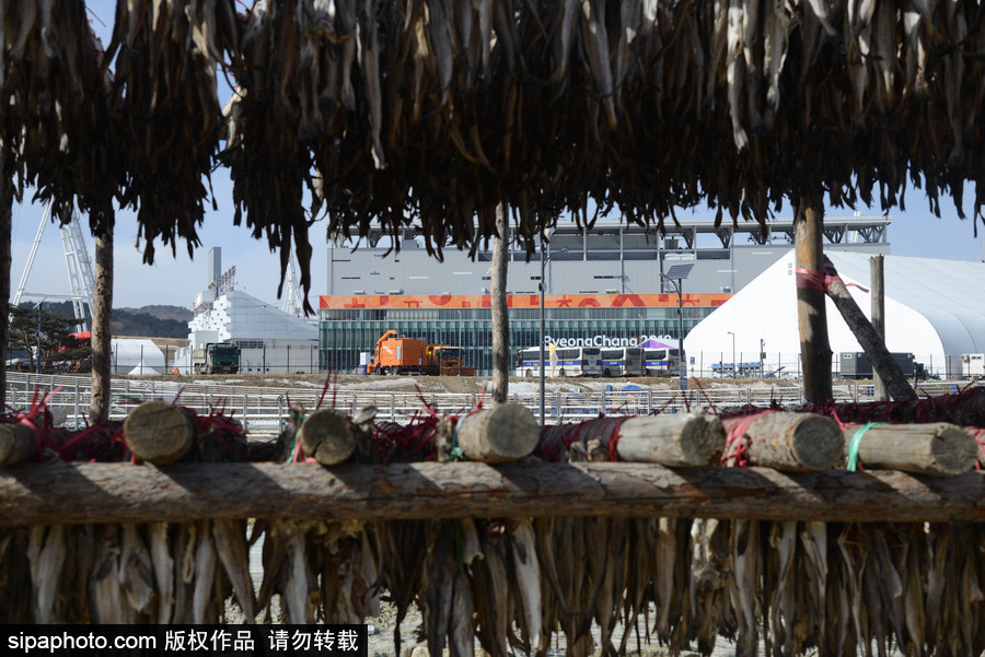 2018平昌冬奧會(huì)：場(chǎng)館外晾曬干鱈魚(yú) 場(chǎng)面壯觀