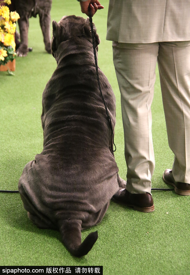 威斯敏斯特142屆狗展開幕 萌犬與主人互動(dòng)樂趣十足