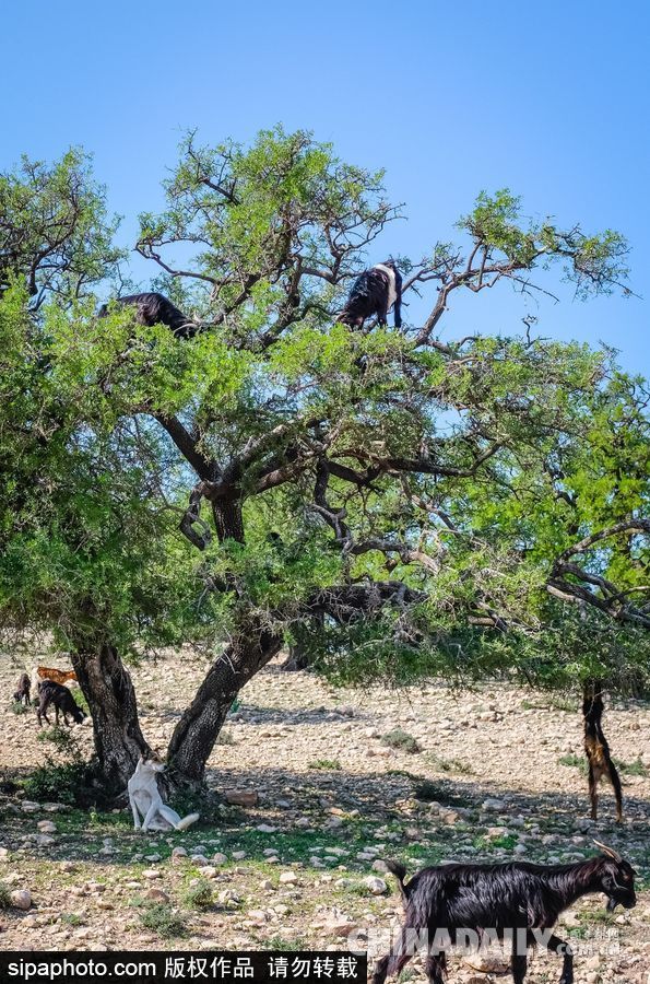 山羊也能上樹？摩洛哥羊爬堅果樹吃果實