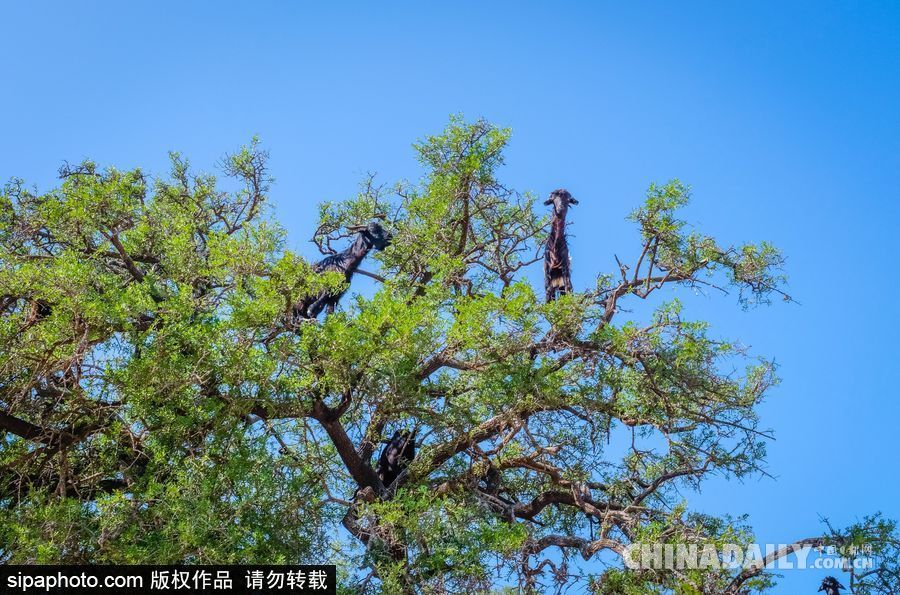 山羊也能上樹？摩洛哥羊爬堅果樹吃果實