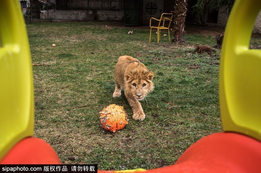 法國夫妻養獅子幼崽 恩愛日常令人艷羨