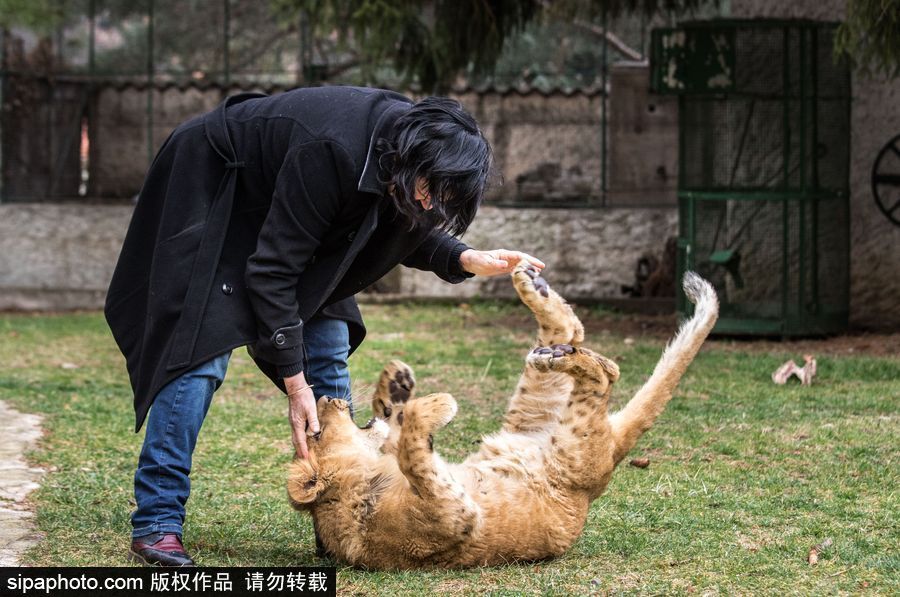 法國夫妻養獅子幼崽 恩愛日常令人艷羨