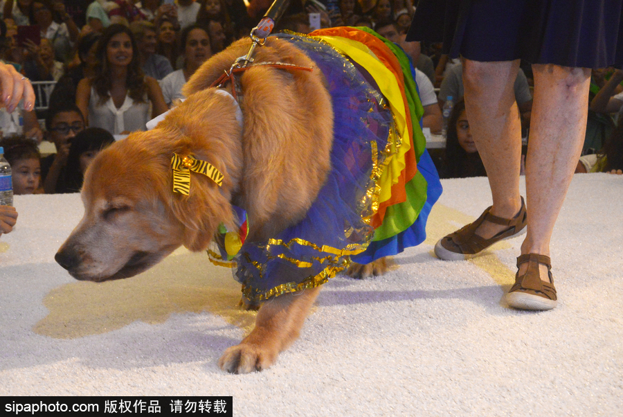 狗狗也扮靚 巴西圣保羅舉辦萌犬服裝比賽
