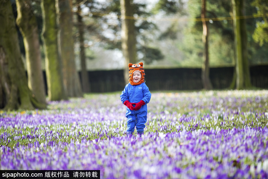 天真爛漫！ 兒童薰衣草花田玩耍童趣無(wú)限