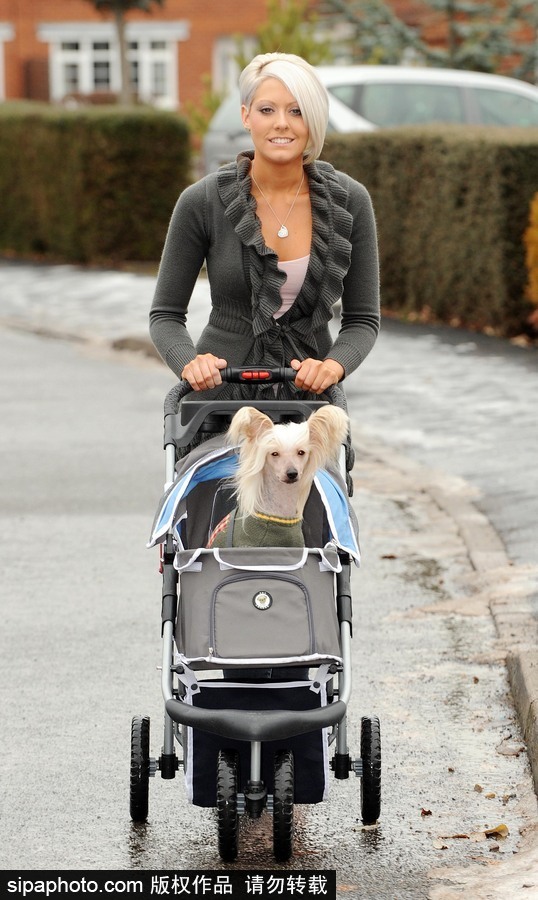 人不如狗系列！ 走進全世界最奢華的狗狗生活