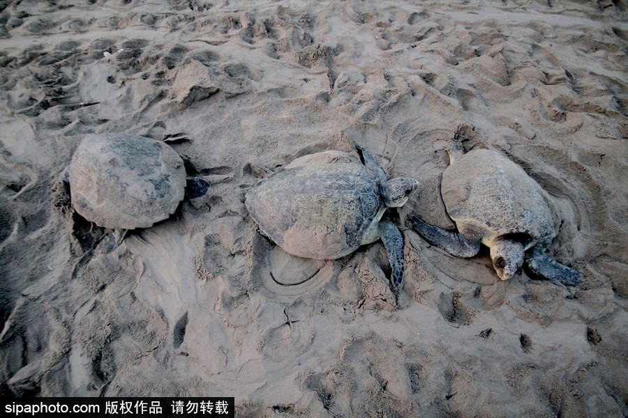 印度海灘現大批欖蠵龜 點狀排列刨沙產卵