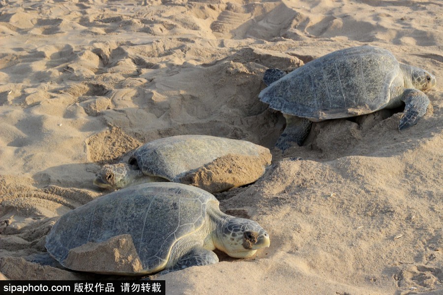 印度海灘現大批欖蠵龜 點狀排列刨沙產卵
