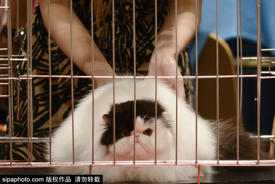 來自喵星界的霸氣！曼谷國際亞洲貓展萌態百樣